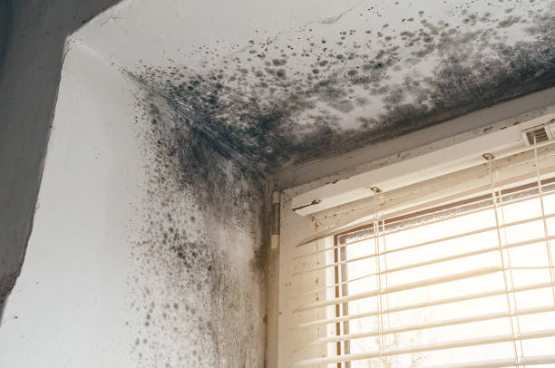 Affordable Attic Mold Remediation solutions in Sparta, NC